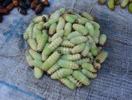 小米怎么生虫子,小米生虫子有什么办法把虫子除净