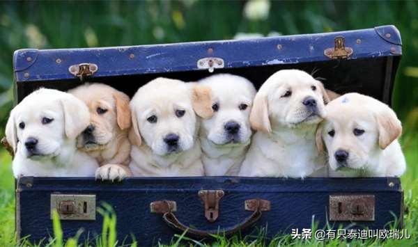 路边被主人遗弃的狗,流浪狗被投喂后跟车狂追后续