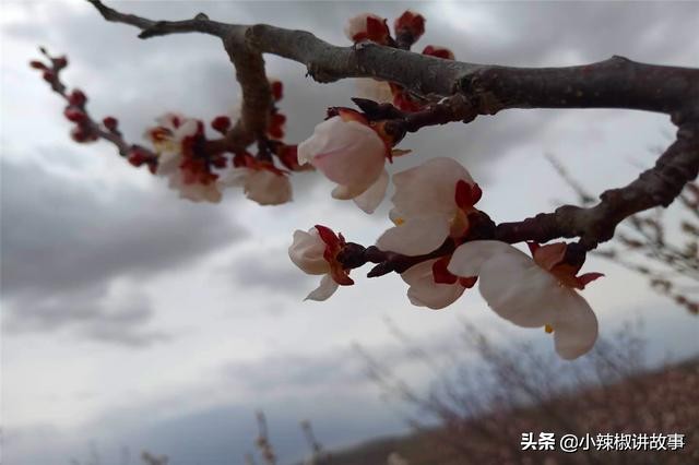 朵拉的主要故事,朵拉故事内容