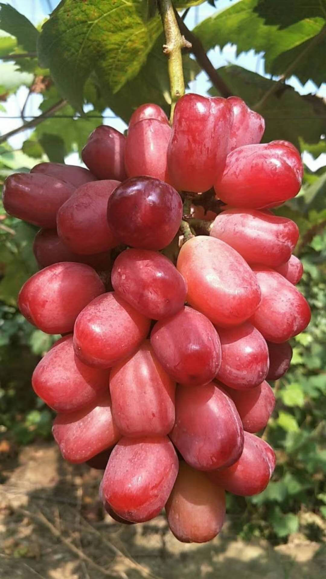 浪漫红颜葡萄苗管理技术,浪漫红颜葡萄苗多少钱一株