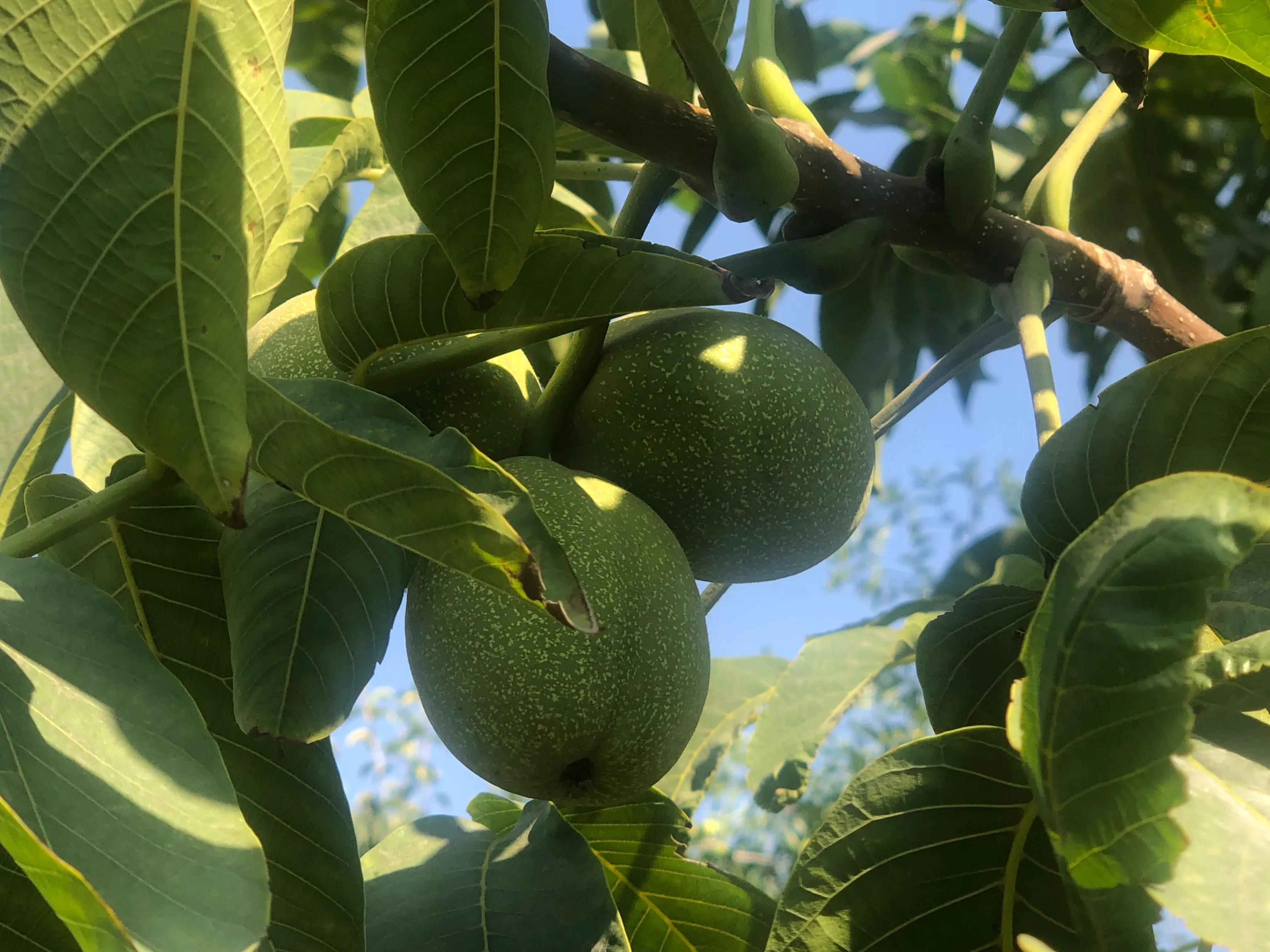 核桃树象征意义多子多福,核桃树红色代表什么