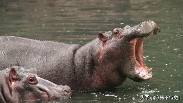 为什么不要叫醒能梦游的人,如果叫醒正在梦游的人会发生什么