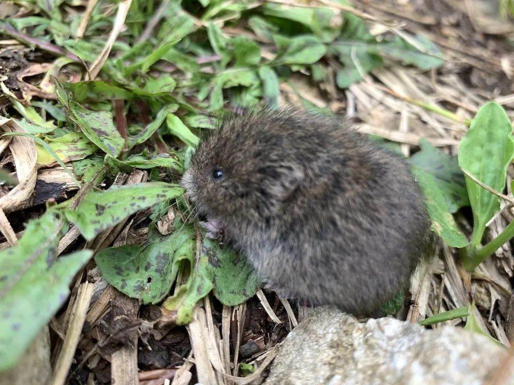 老婆饼没有老婆,普通田鼠也不普通