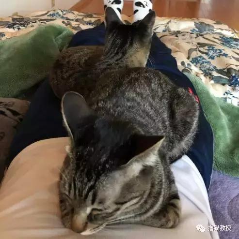 猫咪的怪癖铲屎官你们都知道吗,铲屎官养的猫咪有多厉害