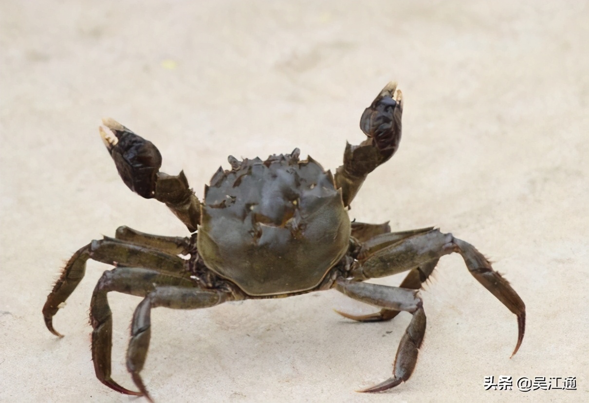 抓蟹的方法和技巧,捉山蟹的方法