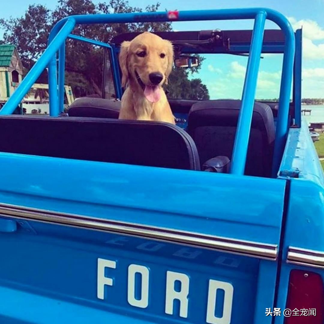 猫容易晕车还是狗容易晕车,猫狗晕车多久开始