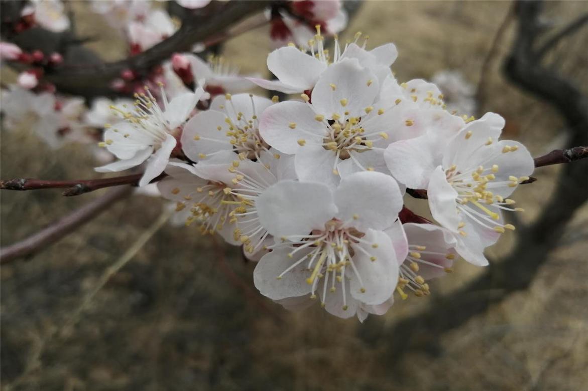 故事:九尾狐大雄异地恋,过程一波三折,结局很感人,情比金坚