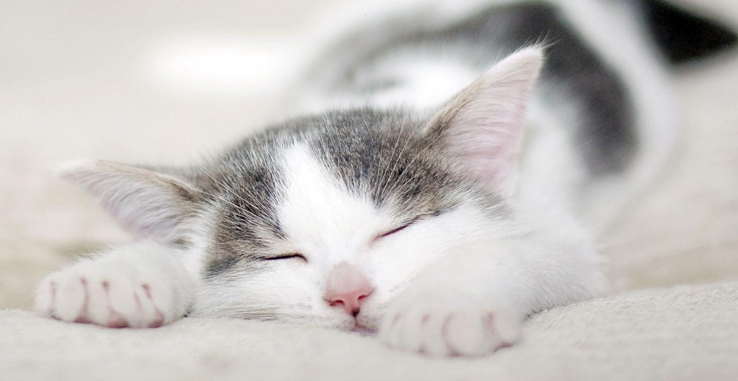 纠正猫咪坏脾气的九个实用办法,猫咪闹春如何帮助猫咪缓解