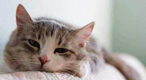 给猫绝育是最大的谎言,看完再决定要不要给猫绝育