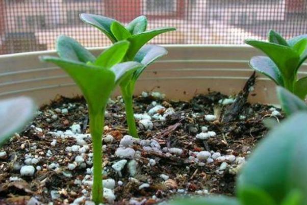 扦插金鱼吊兰的方法和步骤,金鱼吊兰扦插后多长时间能长出根