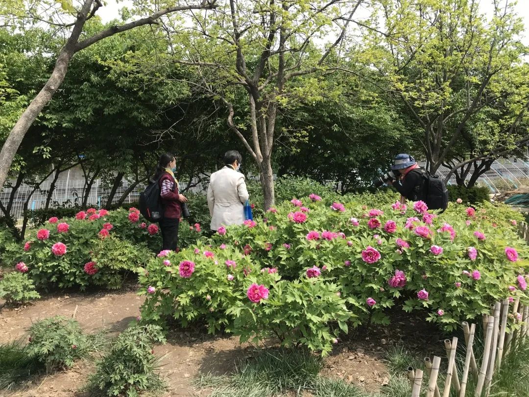 泰达广场花海,泰达花海美景图片