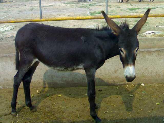 养殖毛驴的前景如何,毛驴养殖条件是什么