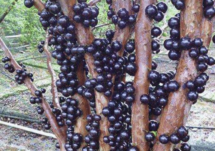 广东水果黑珍珠,黑珍珠水果产地最好的地区