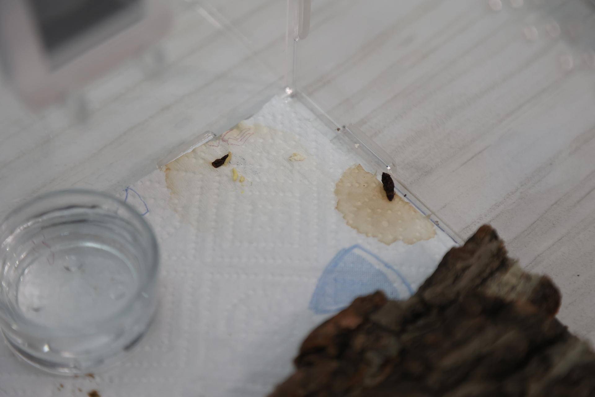 怎么养爬宠守宫,爬宠守宫怎么养