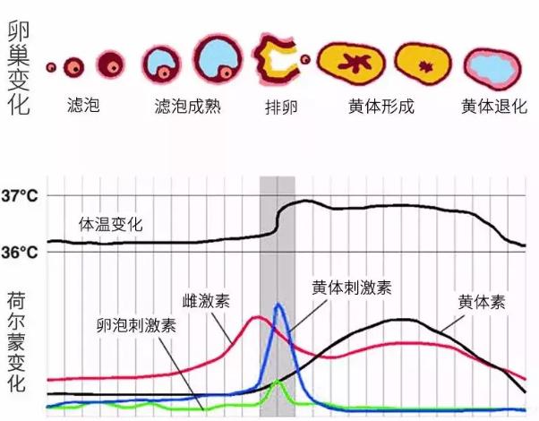 白带长条是不是就是排卵了,出现拉丝是排卵期吗