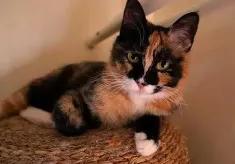 中国猫的雅称,猫生百态包括什么