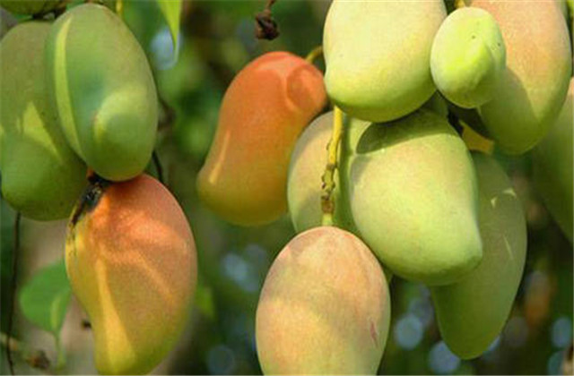 如何解决芒果树害虫,芒果主要虫害及防治方法