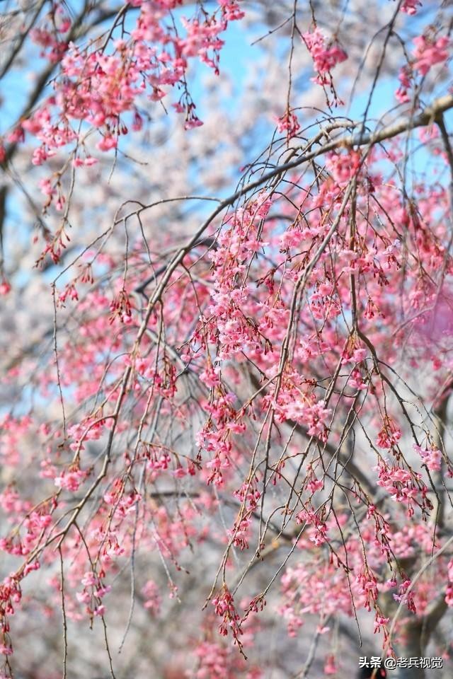 浪漫樱花校园,浪漫樱花视频