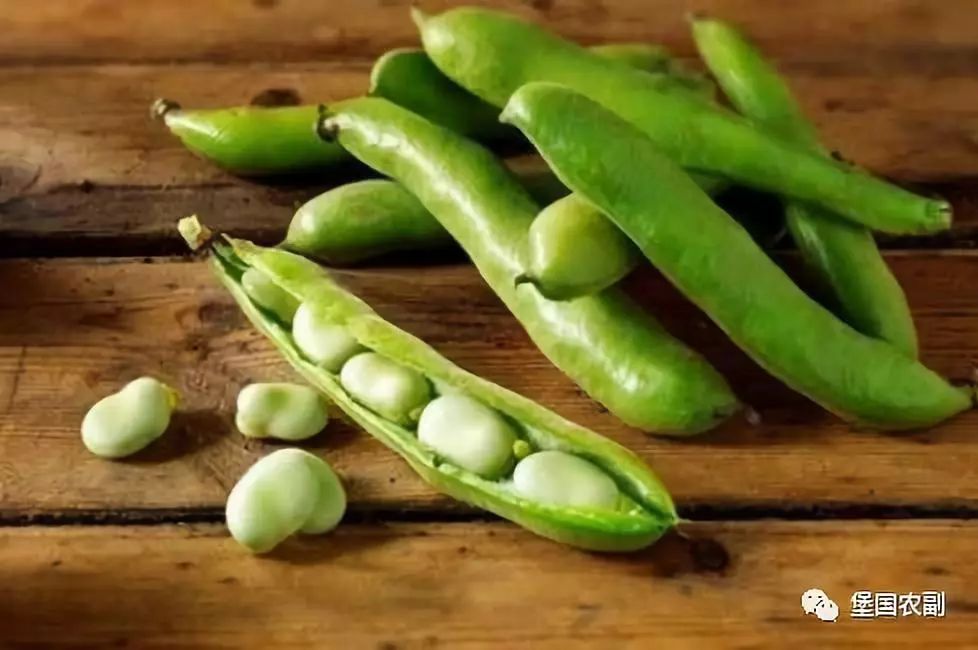 豆类干货蚕豆,浅谈五谷杂粮