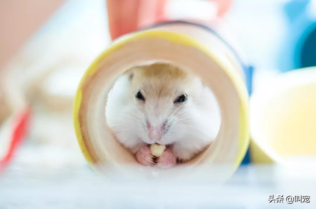 仓鼠各种器官特征,仓鼠身体的全部器官