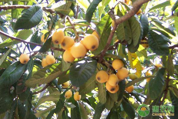 秋季果树田间管理技术,寒露节气果树蔬菜施肥