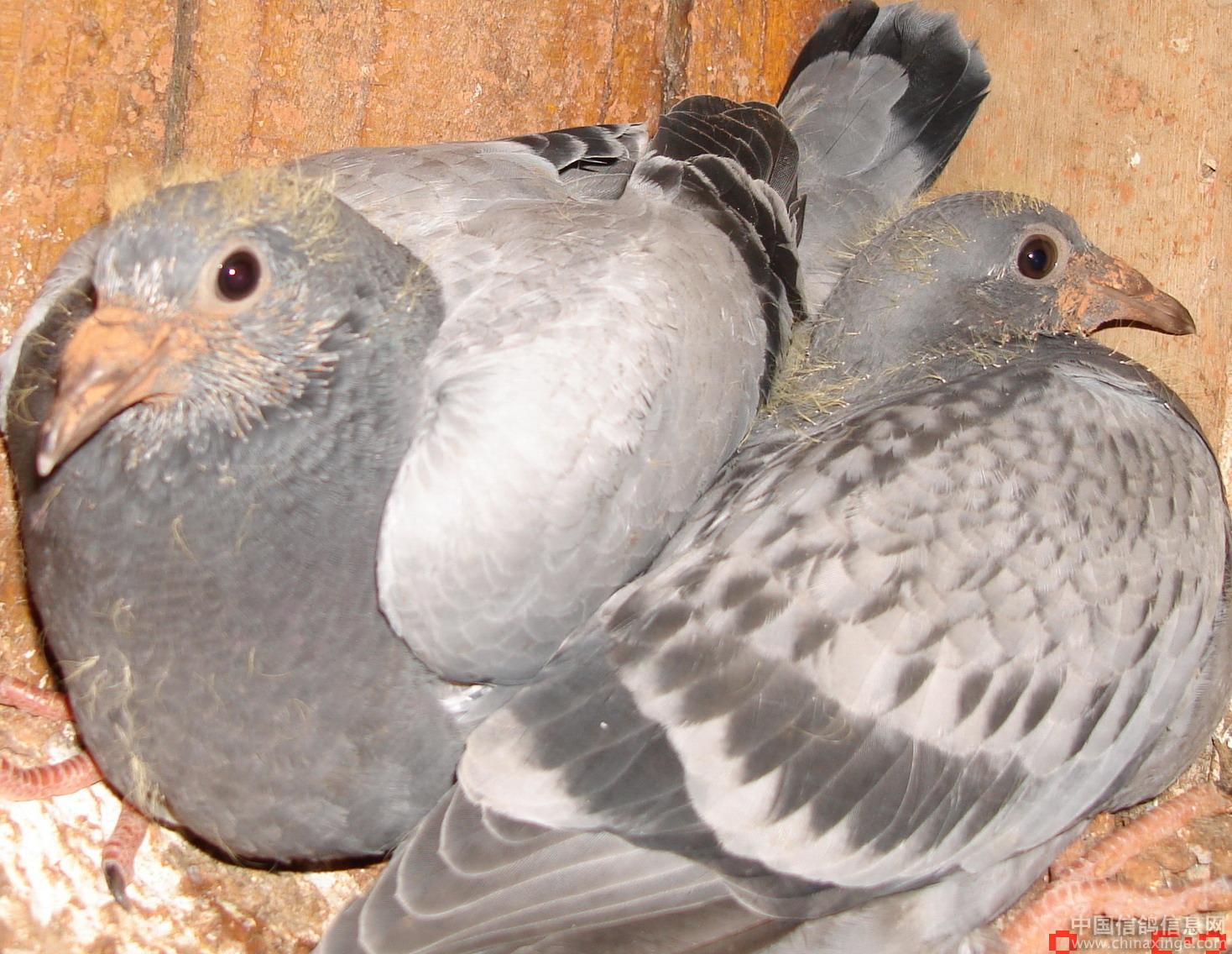 鸽子毛滴虫严重的症状,鸽子毛滴虫的症状和预防