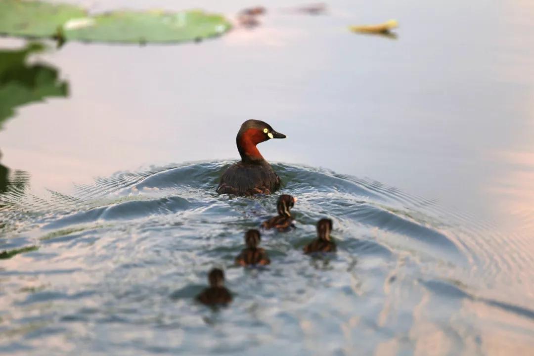 台儿庄一张票能玩几天,一张门票玩一整天