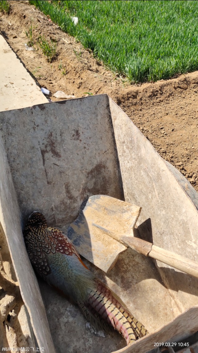 野鸡突然死亡真相,野鸡死亡真实原因