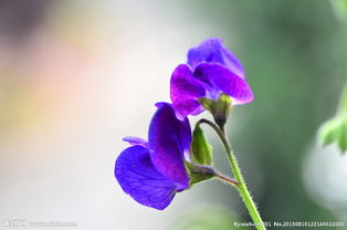 壹壹生态养殖,壹壹生态鱼介绍