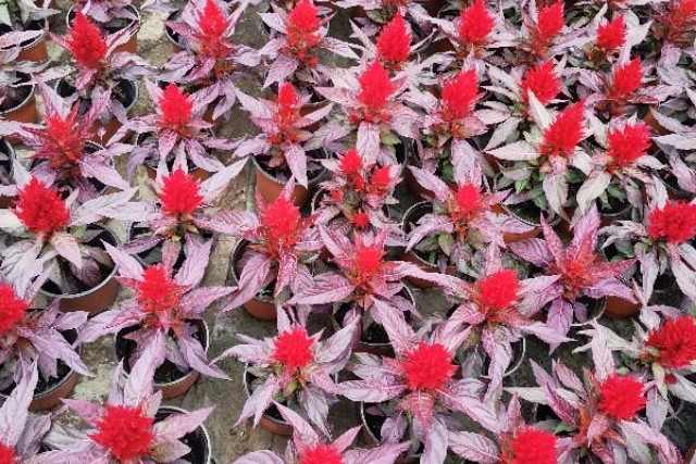 南京天印湖公园,江宁区大学城天印湖公园