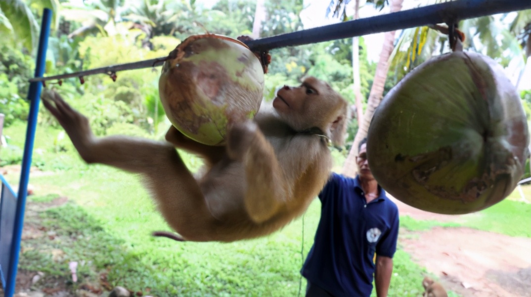 你爱吃的椰子,背后可能有一只泰国“打工猴”血汗故事