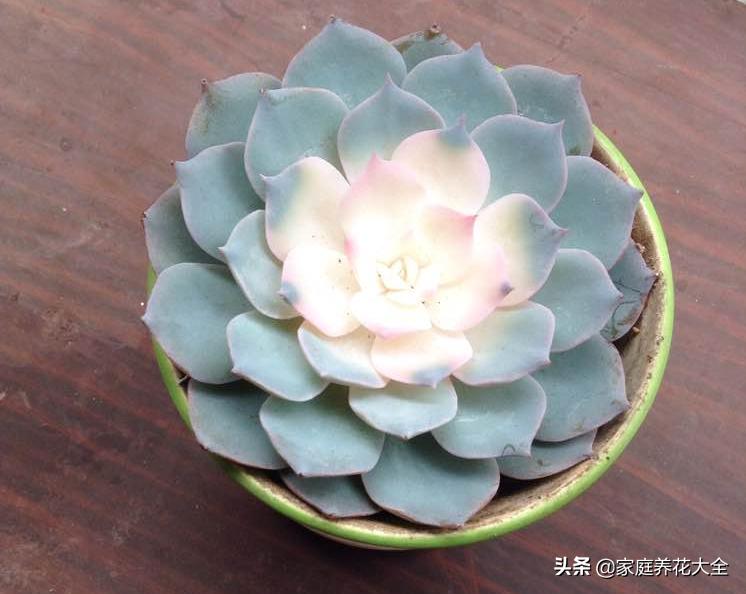 粉色蓝石莲的养殖方法,蓝石莲怎么养才最好