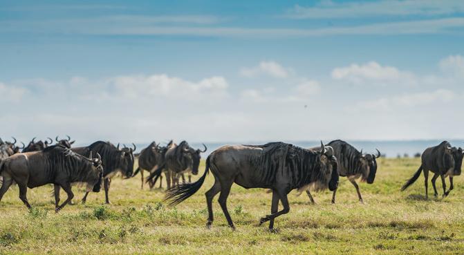 坦桑尼亚之旅,坦桑尼亚东非草原