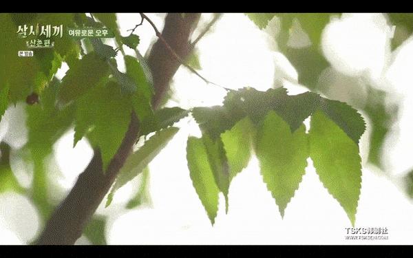 韩国综艺抄袭日本综艺,中国综艺抄袭韩国综艺的有哪些