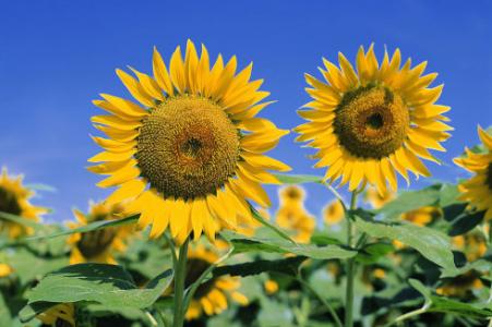 网赌需要认清的四个误区,网赌是否已经到了穷途末路