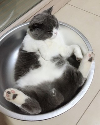 猫最好用什么猫窝,各种猫窝的视频大全