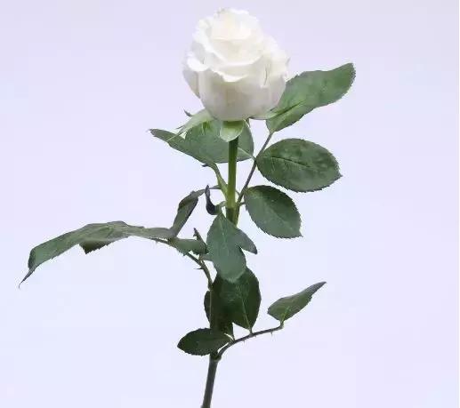 玫瑰每天换水还是蔫了,玫瑰需要换水剪根吗