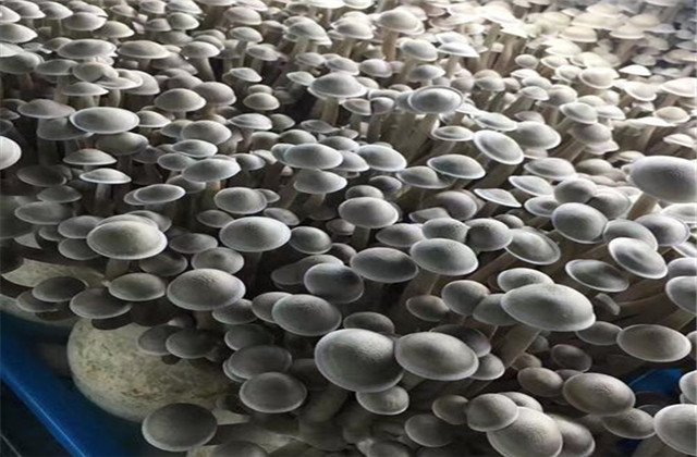 鹿茸菇干菇工厂化包装,河南鹿茸菇工厂化种植