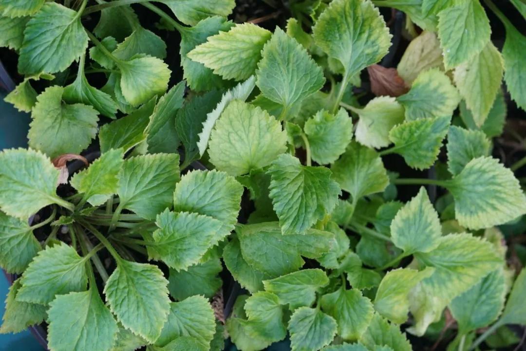 做好这三点你才能成事,做好这三点淡斑效果翻倍