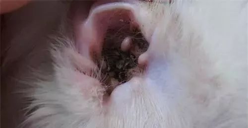 猫病特效药,猫病特效药一览表