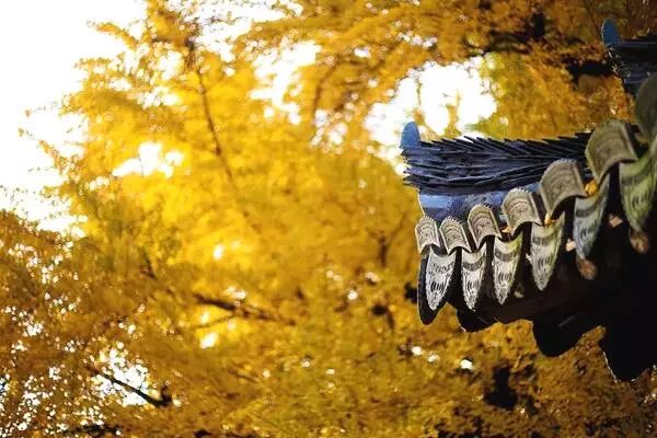 温州银杏哪里最美,温州秋冬的银杏树确实美