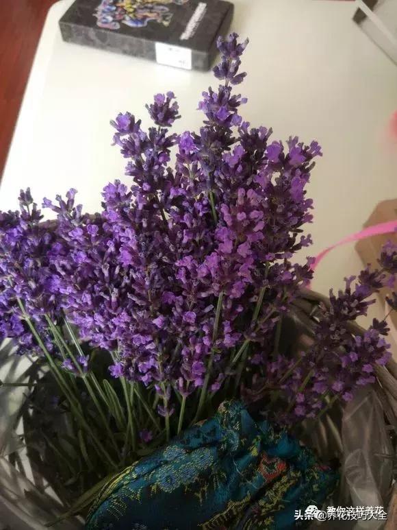 帮助睡眠的花水养,睡眠不理想试试养这4种花