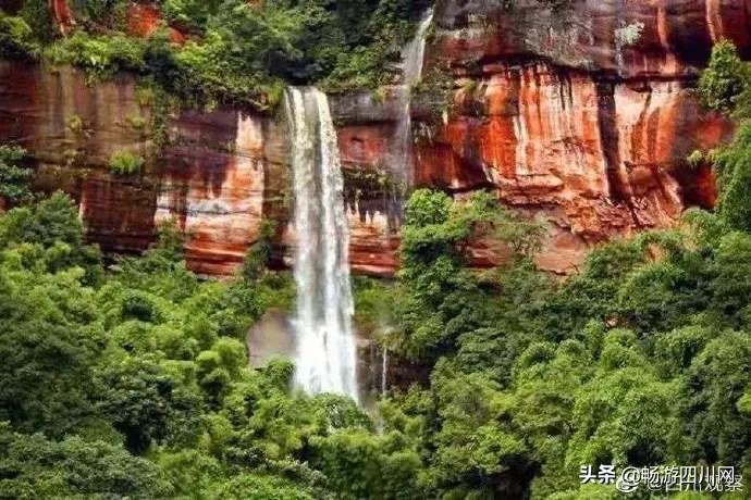 四川发现桫椤群,宜宾发现桫椤群视频