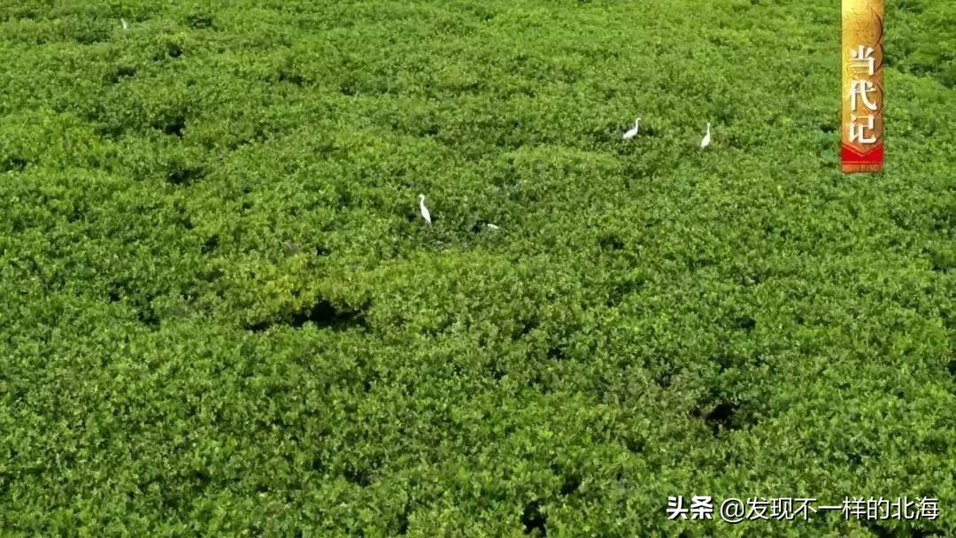 广西合浦是怎么样的?央视是这样全方位介绍这美丽的珠乡的