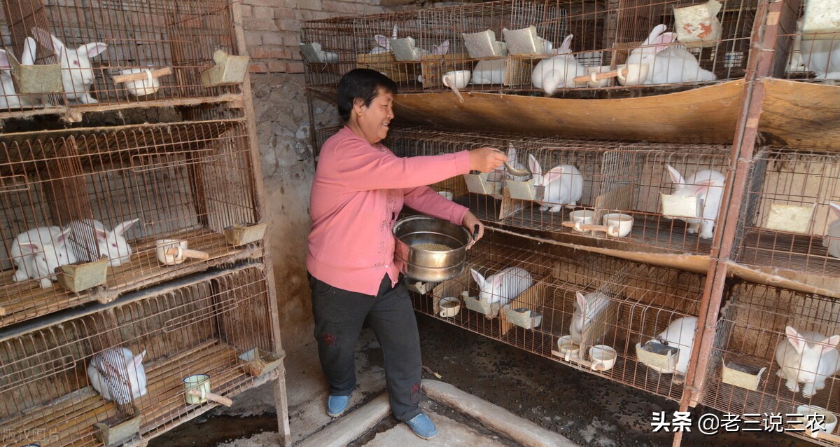 一个办法，解决冬天兔子饮水问题，长膘快，产仔多，一年多挣1000