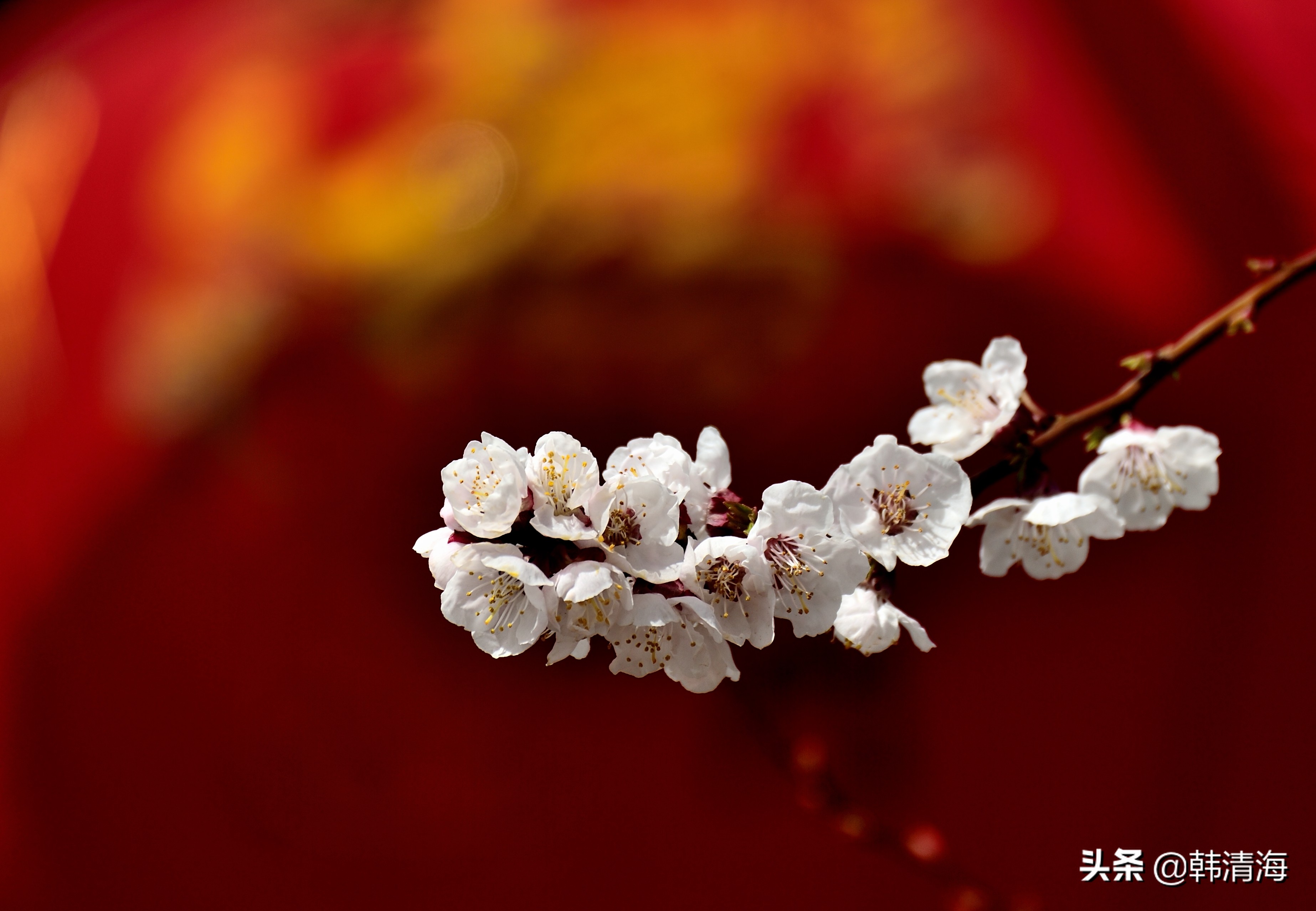 天津市南开区水畔花园新房,天津杏花什么时候开花