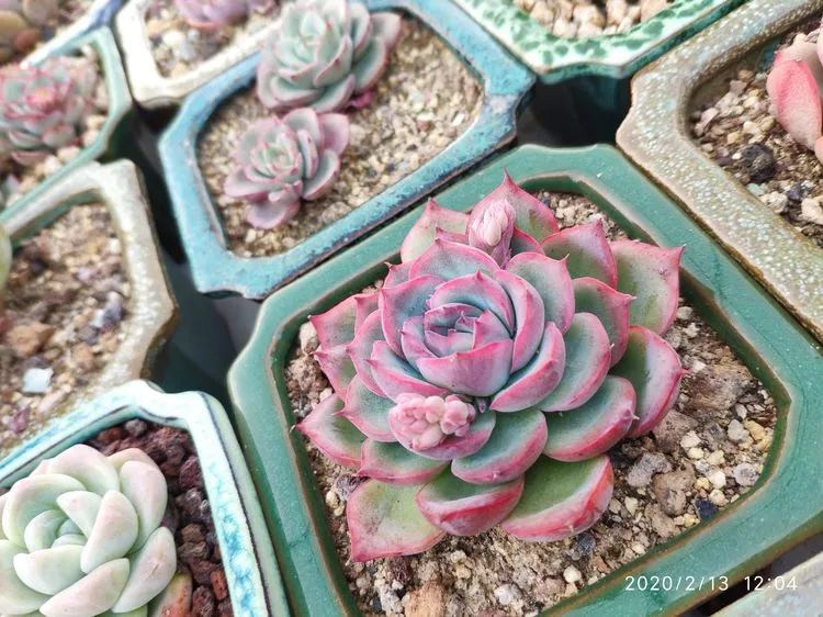 多肉不适合新手养,多肉入坑到什么程度好