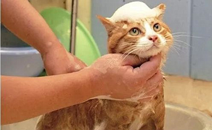 猫咪不建议洗澡的原因,猫咪不抗拒洗澡可以经常洗澡吗