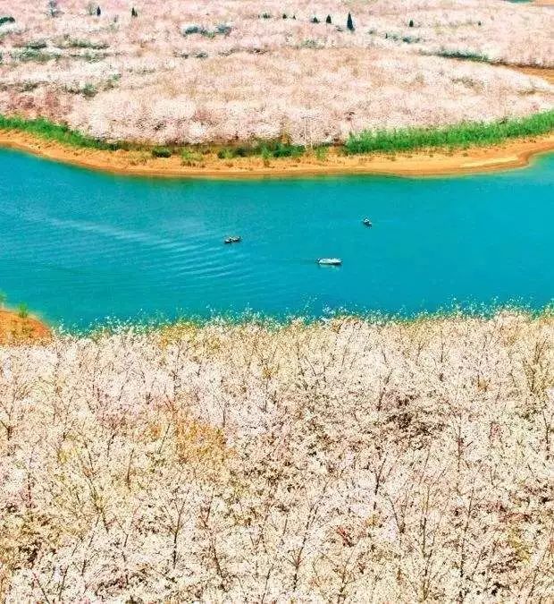 世界最大的樱花园,世界最大的樱花园在贵州吗