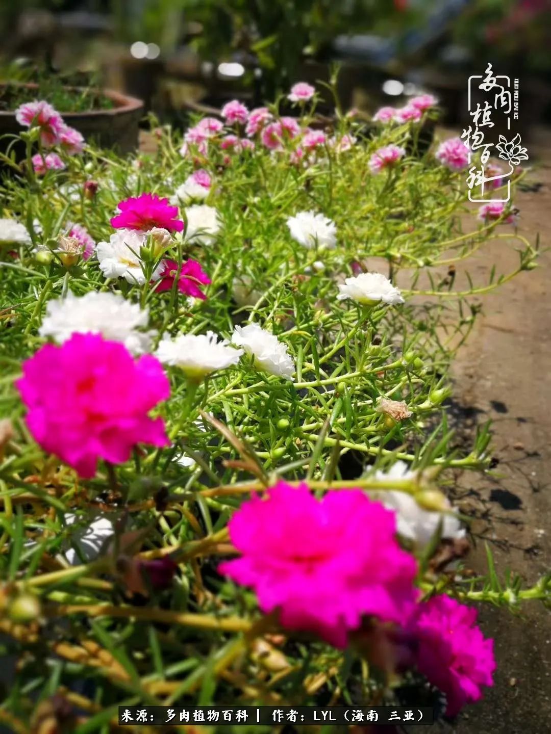 养多肉一年花了3万,养多肉一千多盆